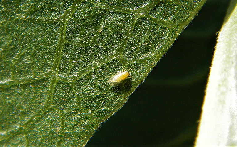 The common pistachio psylla