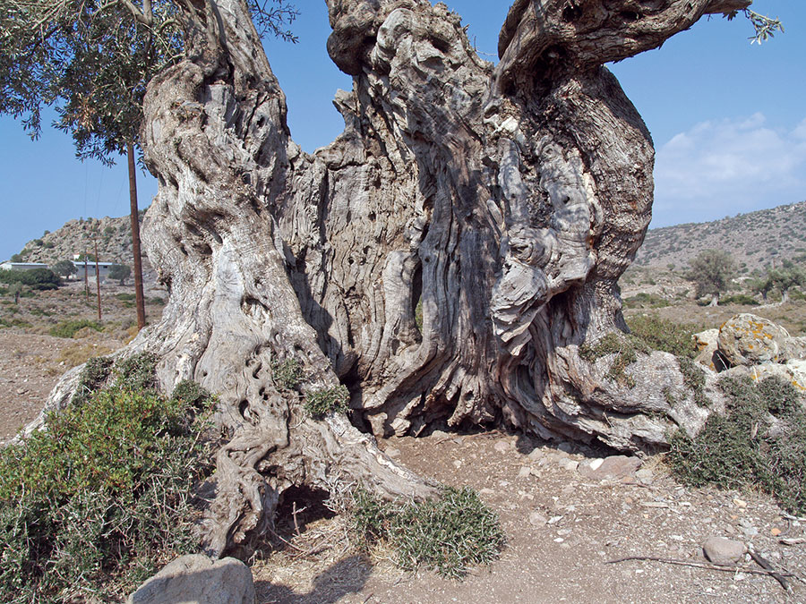 Ο Ελαιώνας - Αξιοθέατο στην Αίγινα | AeginaPages