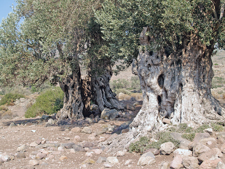 Ο Ελαιώνας - Αξιοθέατο στην Αίγινα | AeginaPages