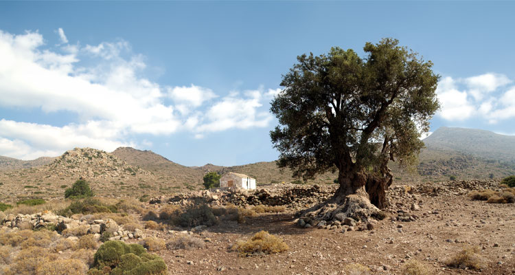 Ο Ελαιώνας - Αξιοθέατο στην Αίγινα | AeginaPages